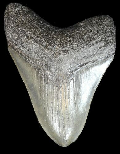 Megalodon Tooth - South Carolina #43019